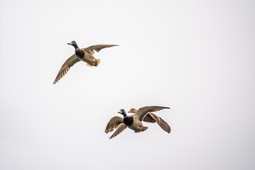 Obraz premium The flock of wild mallard ducks with brown heads and grey feathers on body flying in clear blue sky