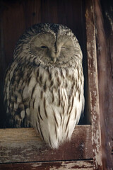Night bird of prey Ural Owl, Strix uralensis, portrait