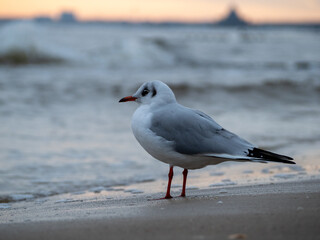 Seagull walking along the seashore. Seagull standing on the sandy beach of the sea.