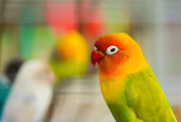 love bird