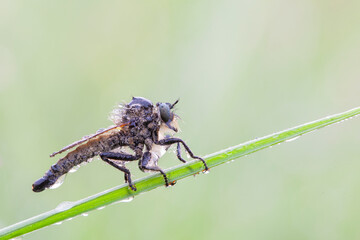 The Asilidae are the robber fly family, also called assassin flies