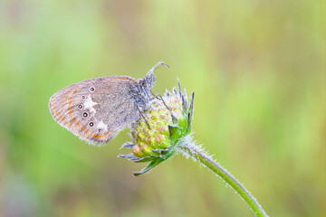 Morning awakening. Butterflies Of The Central Part Of Russia	