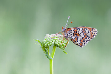 Butterflies Of The Central Part Of Russia. Morning awakening.	