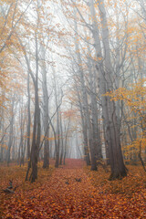 Mysterious autumn foggy forest
