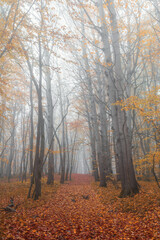Obraz premium Mysterious autumn foggy forest