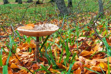 Shaggy Parasol mushroom in a forest. Chlorophyllum rhacodes