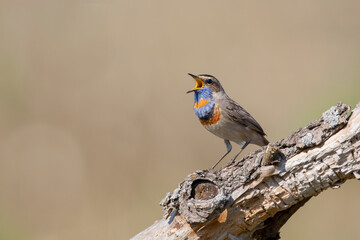 Bluethroat. Birds of Central Russia