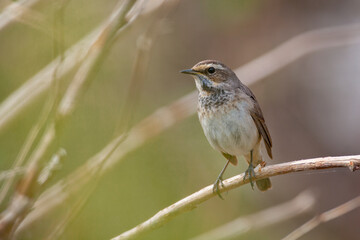 Bluethroat. Birds of Central Russia