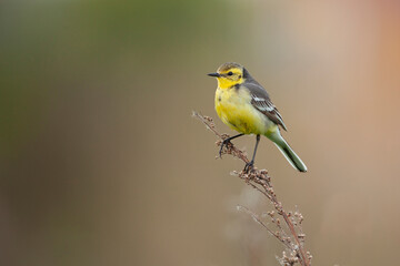 The citrine wagtail (Motacilla citreola) is a small songbird in the family Motacillidae.