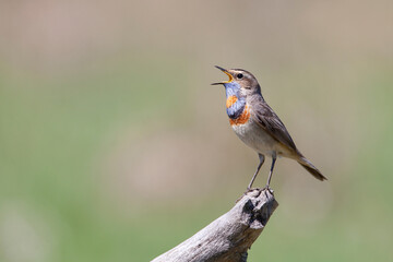 Bluethroat. Birds of Central Russia