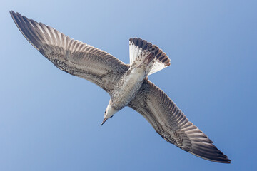 Beautiful big seagull in sky. Open wings with feathers