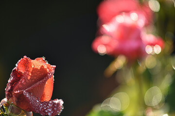 日本の薔薇園　雨上がりの薔薇の花に光る雫