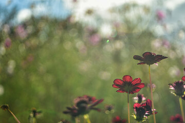 日本の秋・コスモス場に咲くチョコレートコスモス