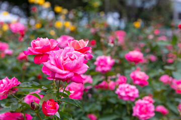 与野公園の薔薇