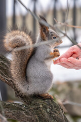 Squirrel eats nuts from a man's hand. Caring for animals in winter or autumn.