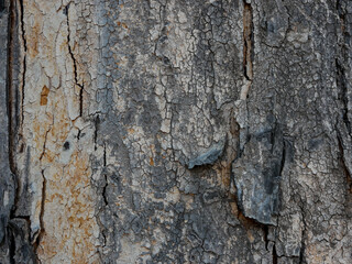 old grunge dark textured wooden background , The surface of the old brown wood texture
