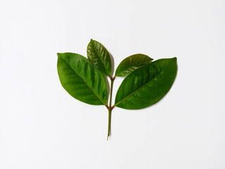 Top view some young bay leaves isolated on white background 