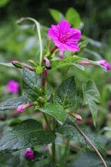 Luz de flor