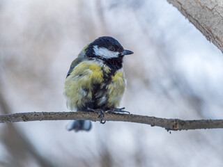 Fototapeta premium Cute bird Great tit, songbird sitting on a branch without leaves in the autumn or winter.