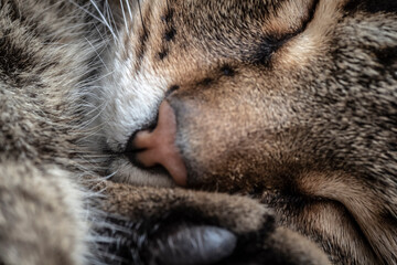 The muzzle of a sleeping tabby cat close-up.