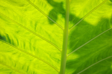 Pattern under the Alocasia macrorrhizos leaves texture