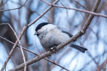 Cute bird the willow tit, song bird sitting on a branch without leaves in the winter.