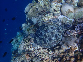 Green turtle resting on coral reef