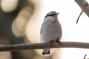 Eurasian nuthatch or wood nuthatch, lat. Sitta europaea, sitting on a tree branch with a blurred background.