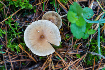 Wild mushrooms growing in the meadows of the Lozoya valley in the Sierra de Guadarrama in Madrid