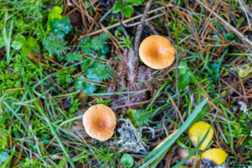 Wild mushrooms growing in the meadows of the Lozoya valley in the Sierra de Guadarrama in Madrid