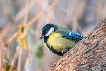 Cute bird Great tit, songbird sitting on a branch without leaves in the autumn or winter.