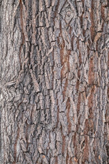 The texture of the bark of an old willow