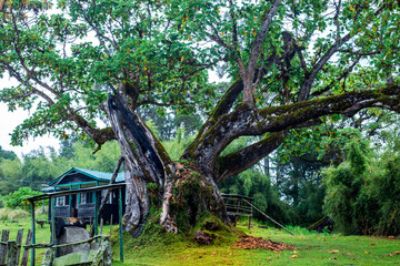 Fototapeta na wymiar Old trees in camp site