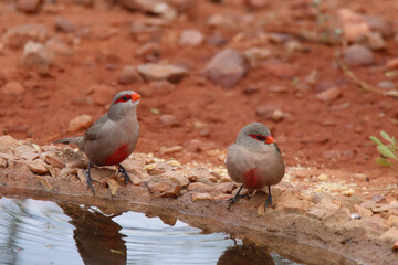 Gamkaberg Nature Reserve, Western Cape:, South Africa: Common waxbill