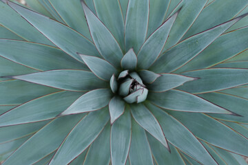 Agave cactus. Agave green. Cactus backdround, cacti design or cactaceae pattern.