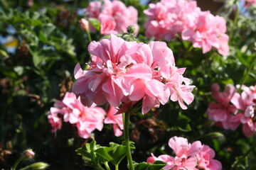 Arreglo de flores rosas