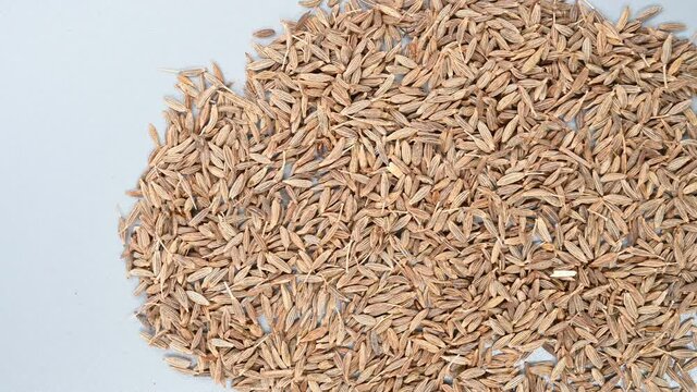 top pan herb ZiRan or Cuminum Cyminum or Cumin