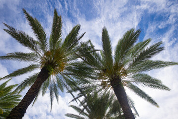 Fototapeta na wymiar Palms backdrop on sun light sky. Tropical palm leaf background, coconut palm trees. Summer tropical island, vacation pattern.