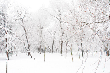 Winter landscape in park, in a foggy day