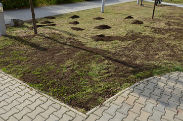 repair of damaged lawns after installation of automatic irrigation. bringing piles of soil and...