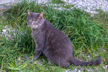 Eine getigerte Katze mit durchdringend grünen Augen tollt im Vorhof herum