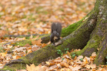 black squirrel in an autumn park