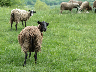 Obraz premium Two sheep with dirty wool standing back to the camera are looking into it. In the background is green grass and other sheep. The concept of animal husbandry.
