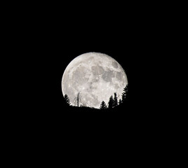 Fototapeta na wymiar Full moon rising at night above the horizon with tree silhouettes. Details of the moon are visible