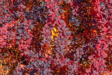 Nature Background with Red Leaves Bush Lit by Sun. Fall, Autumn and ECO Thematic Wallpaper. Selective Focus Art Photo.