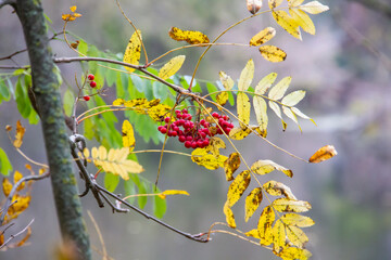 The red rowan berry with green and yellow leaves on the branch. Medical red rowan berries in the autumn.