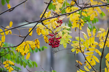 The red rowan berry with green and yellow leaves on the branch. Medical red rowan berries in the autumn.