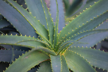 Aloe vera plant, macro of aloe herbs.