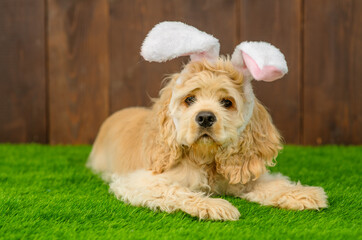 American spaniel puppy lying on the grass in bunny ears on his head. Easter hunting concept. Happy easter