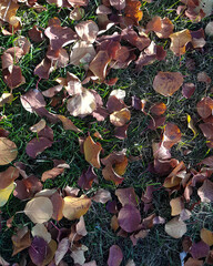 Bright autumn leaves on green grass. Background close up